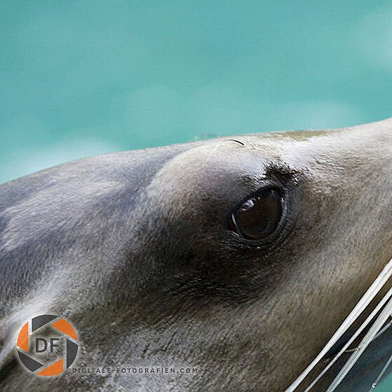 Seehund-Duisburger-Zoo-042