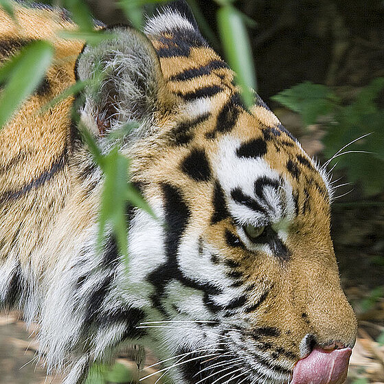 Sibirischer-Tiger-Duisburger-Zoo-010