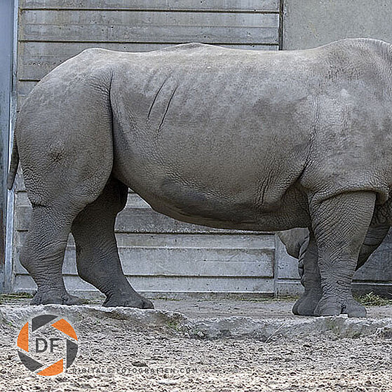 Nashorn-Duisburger-Zoo-033