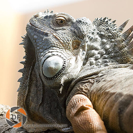 Kameleon-Duisburger-Zoo-005