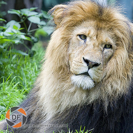 Afrikanischer-Loewe-Duisburger-Zoo-058