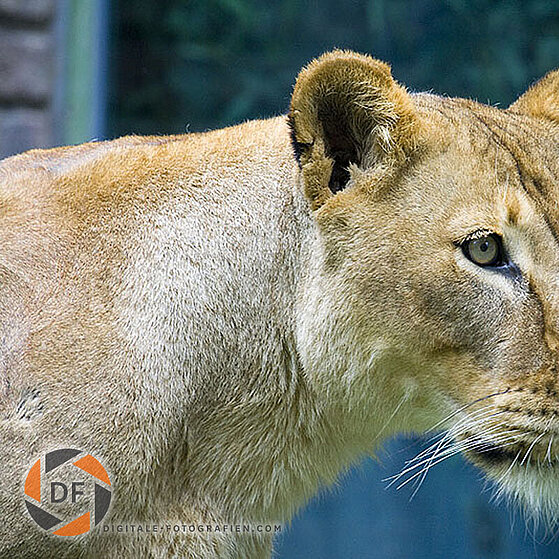 Afrikanischer-Loewe-Duisburger-Zoo-059