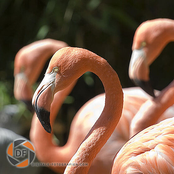 Flamingo-Duisburger-Zoo-002