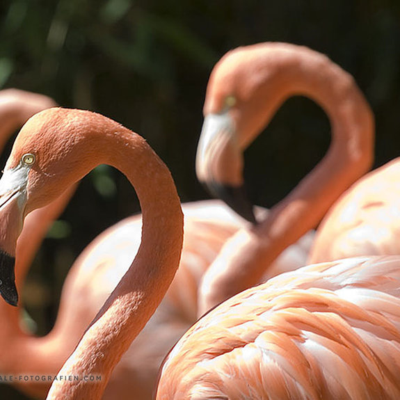 Flamingo-Duisburger-Zoo-002