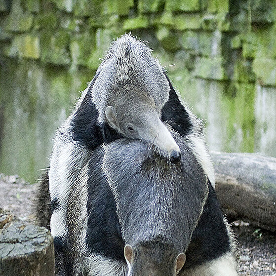 Grosser-Ameisenbaer-Duisburger-Zoo-050
