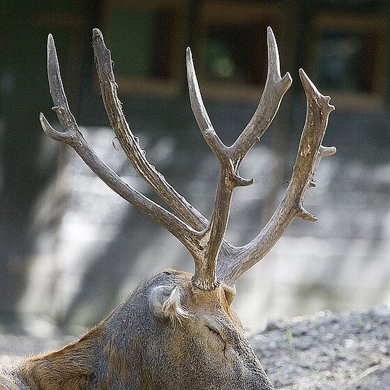 Davidshirsch-Duisburger-Zoo-028