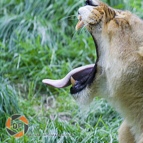 Afrikanischer-Loewe-Duisburger-Zoo-057