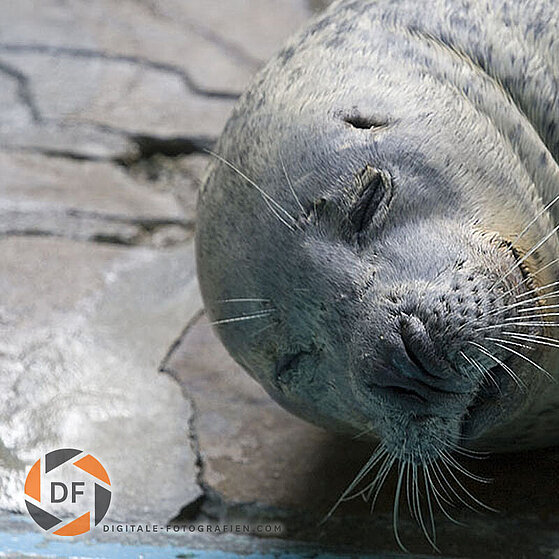 Seehund-Duisburger-Zoo-038