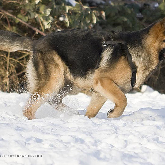 Deutscher-Schaeferhund-Junghund-Winter_02