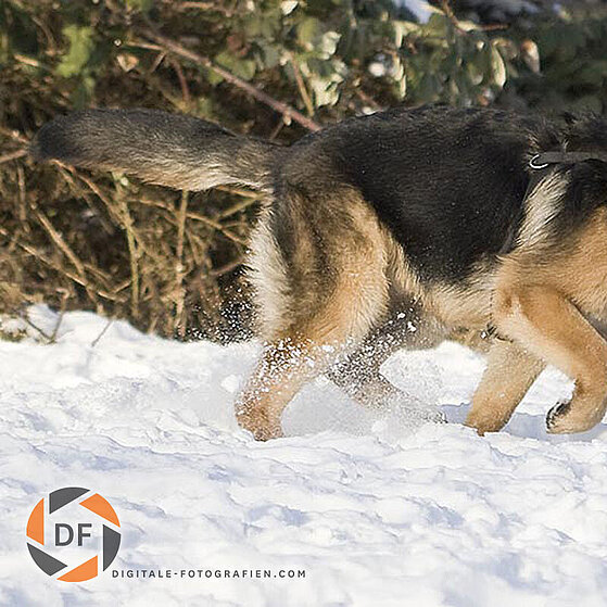 Deutscher-Schaeferhund-Junghund-Winter_02