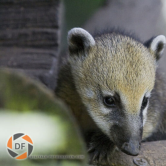 Zwergmangusten-Duisburger-Zoo-026