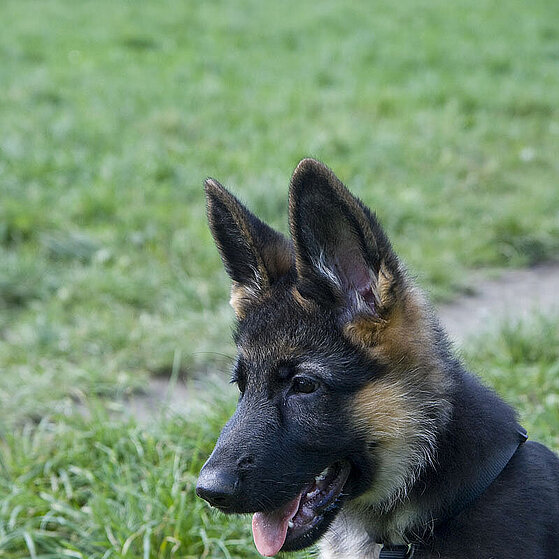 Deutscher_Schaeferhund_Welpe_07