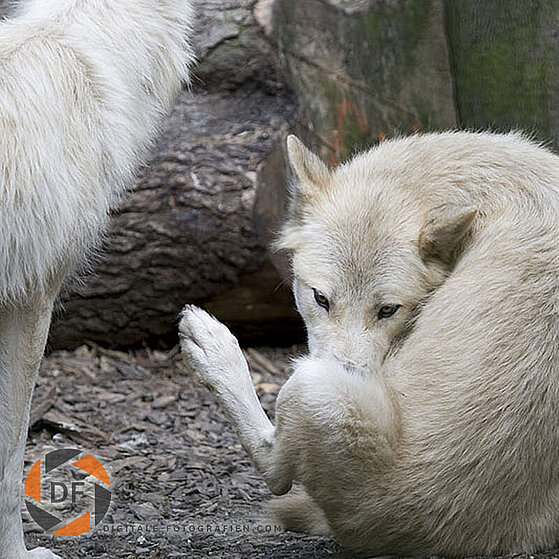 Arktischer-Wolf-Duisburger-Zoo-043