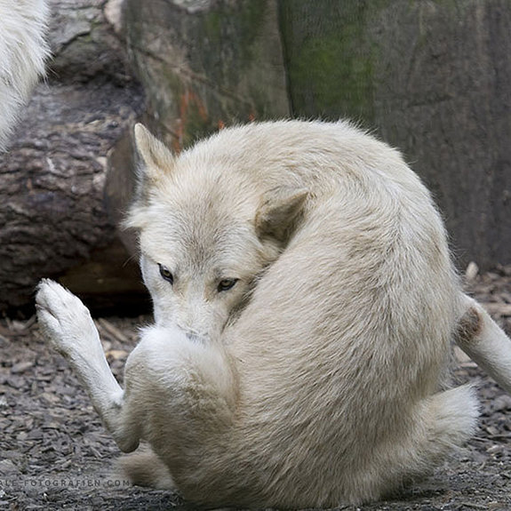 Arktischer-Wolf-Duisburger-Zoo-043