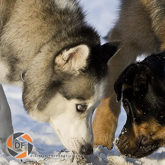 Hunde-Gruppen-Spielen_009