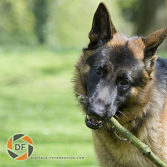 Deutscher-Schaeferhund-Chucky-004