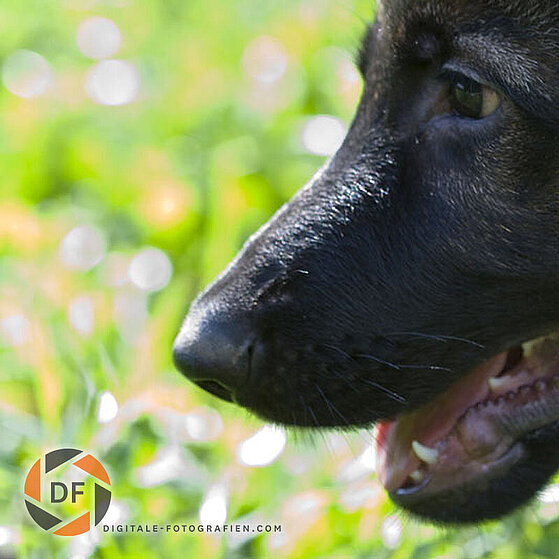 Deutscher_Schaeferhund_Welpe_13