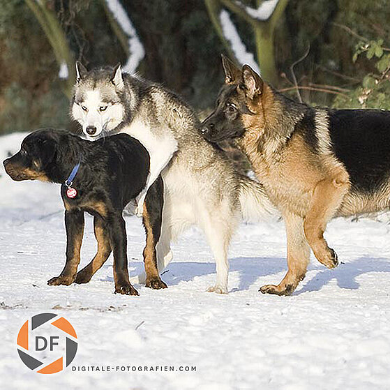 Hunde-Gruppen-Spielen_008