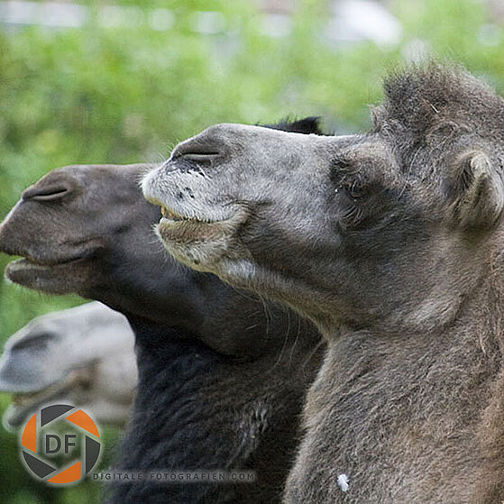 Kamel-Duisburger-Zoo-052