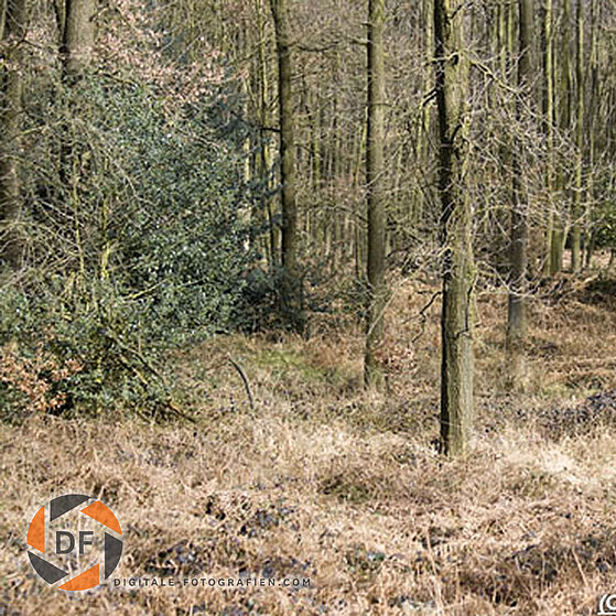Waldlandschaft-03
