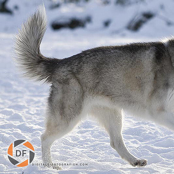 Siberian-Husky-Winter_03