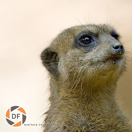 Erdmaennchen-Duisburger-Zoo-030