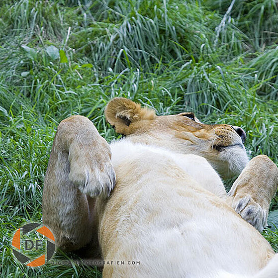 Afrikanischer-Loewe-Duisburger-Zoo-056