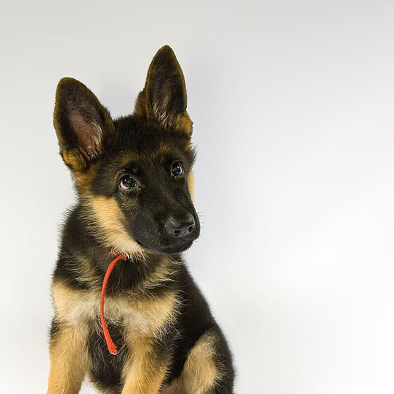 Deutscher_Schaeferhund_Welpe_01