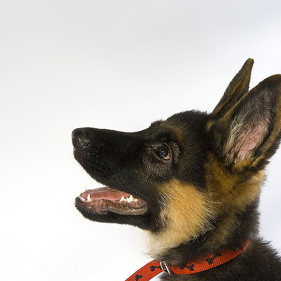 Deutscher_Schaeferhund_Welpe_03