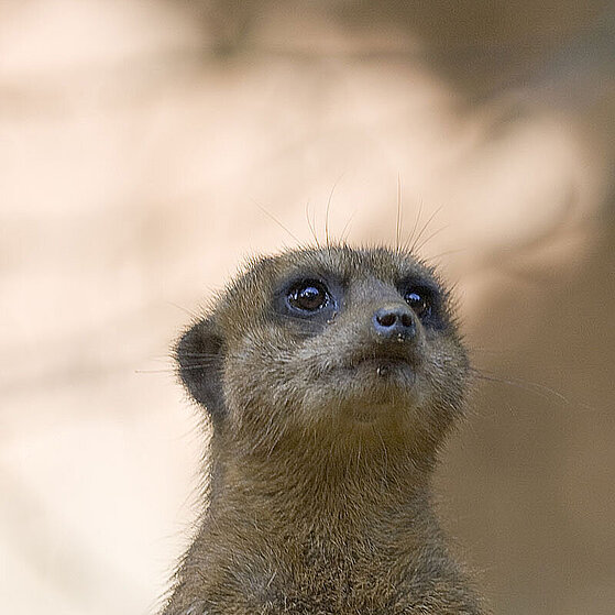 Erdmaennchen-Duisburger-Zoo-029