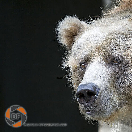 Baer-Duisburger-Zoo-024