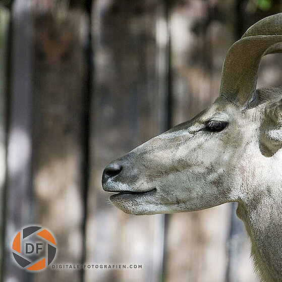 Grosser-Kundu-Duisburger-Zoo-018