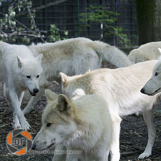 Arktischer-Wolf-Duisburger-Zoo-045