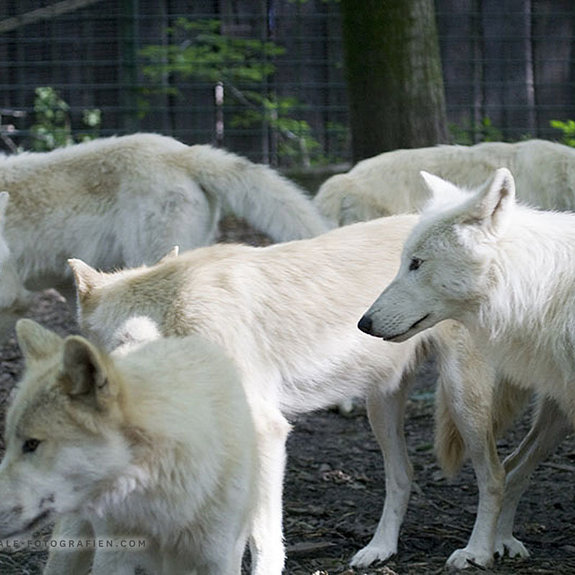 Arktischer-Wolf-Duisburger-Zoo-045