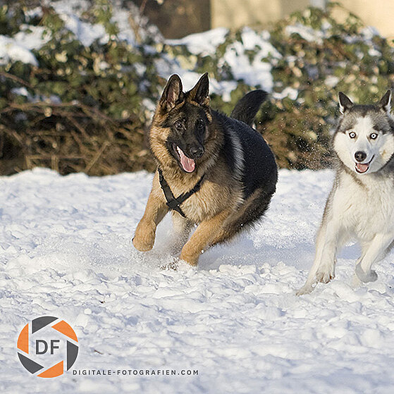 Hunde-Gruppen-Spielen_002