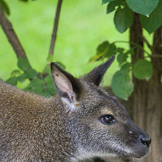 Bennett-Kaenguruh-Duisburger-Zoo-049