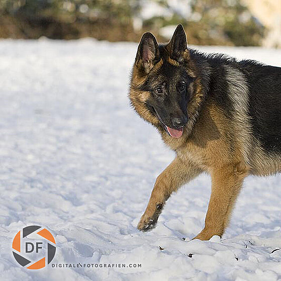 Hunde-Gruppen-Spielen_001