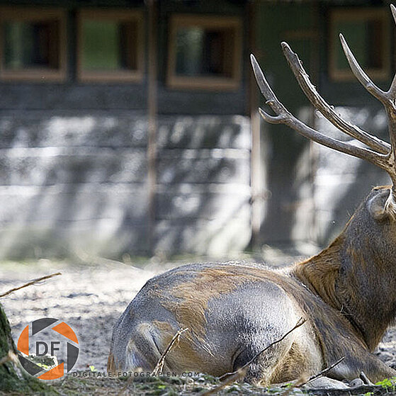 Davidshirsch-Duisburger-Zoo-027