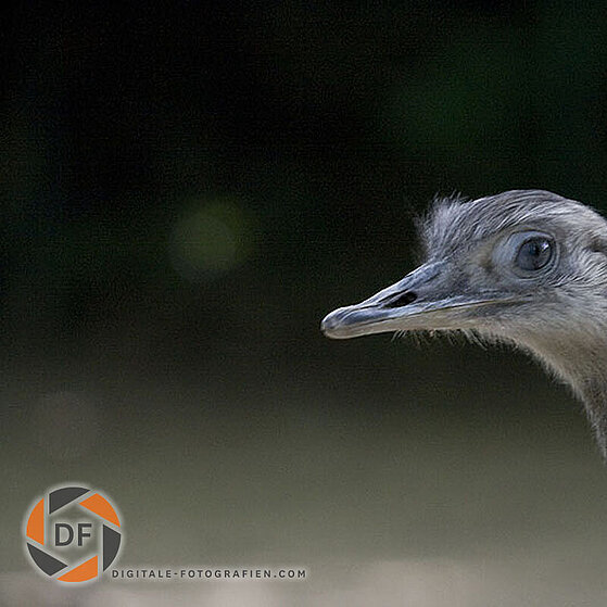 Nandu-Duisburger-Zoo-019