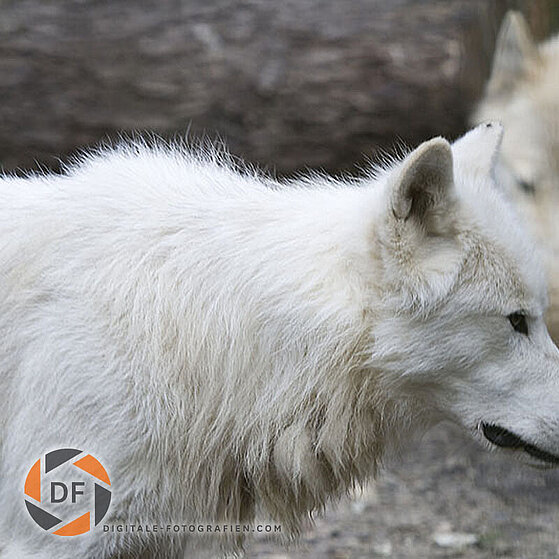 Arktischer-Wolf-Duisburger-Zoo-044