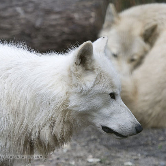 Arktischer-Wolf-Duisburger-Zoo-044