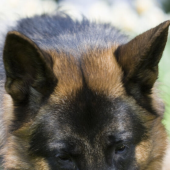 Deutscher-Schaeferhund-Chucky-001