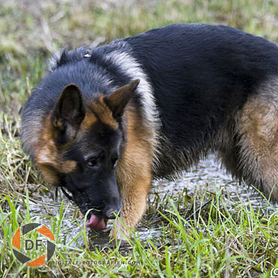 Schaeferhund-im-Wald-09