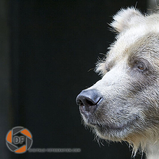 Baer-Duisburger-Zoo-025