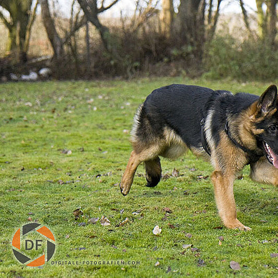 Deutscher_Schaeferhund_Junghund_11