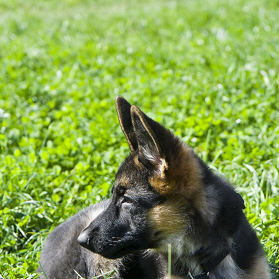 Deutscher_Schaeferhund_Welpe_08