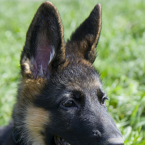 Deutscher_Schaeferhund_Welpe_10