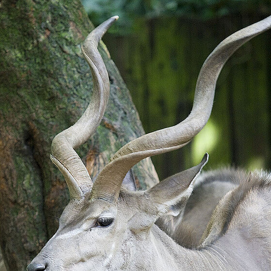 Grosser-Kundu-Duisburger-Zoo-017