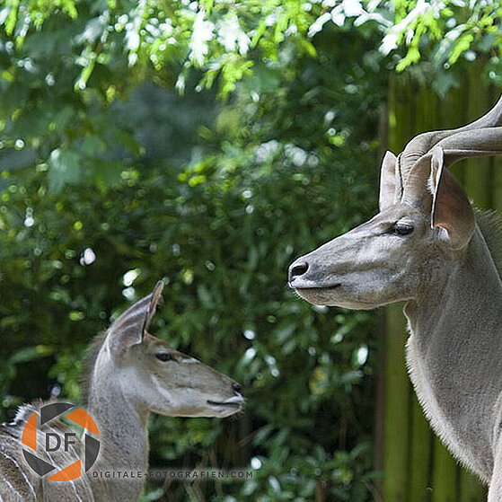 Grosser-Kundu-Duisburger-Zoo-006