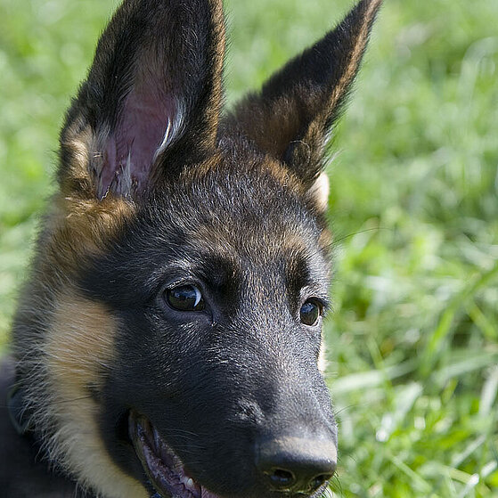 Deutscher_Schaeferhund_Welpe_09